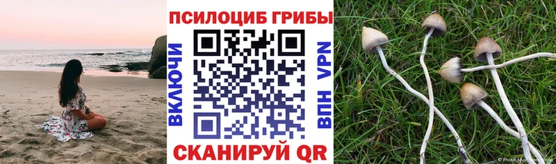Псилоцибиновые грибы MAGIC MUSHROOMS  где купить наркоту  Межгорье 